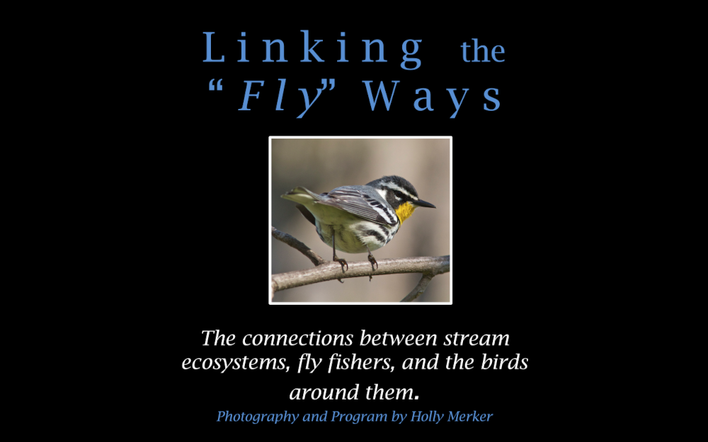 a photo of a bird with his little butt facing the camera, and the text "Linking the "Fly" Ways: The connections between stream ecosystems, fly fishers, and the birds around them. Photography and Program by Holly Merker.