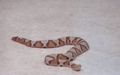 rattlesnake on the floor of the UCD office