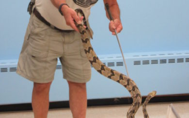 Habits and Habitats of Venomous Snakes presentation