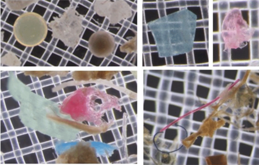 image from a microscope of colored plastics in a mesh net