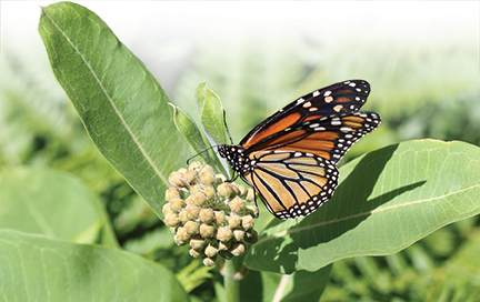 monarch butterfly on milkweed