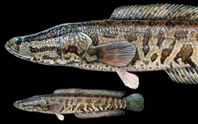 Northern Snakehead drawing