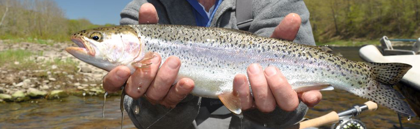 Fisherman holding a Rainbow Trout
